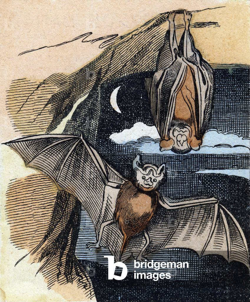 Bat ,  in 