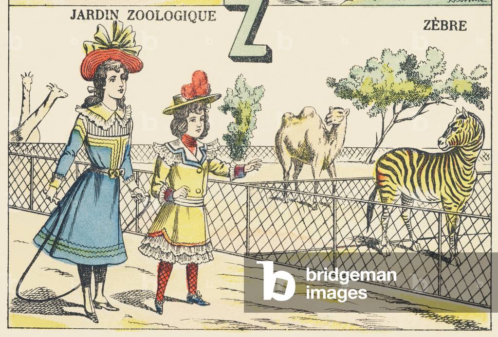 Z: zebra