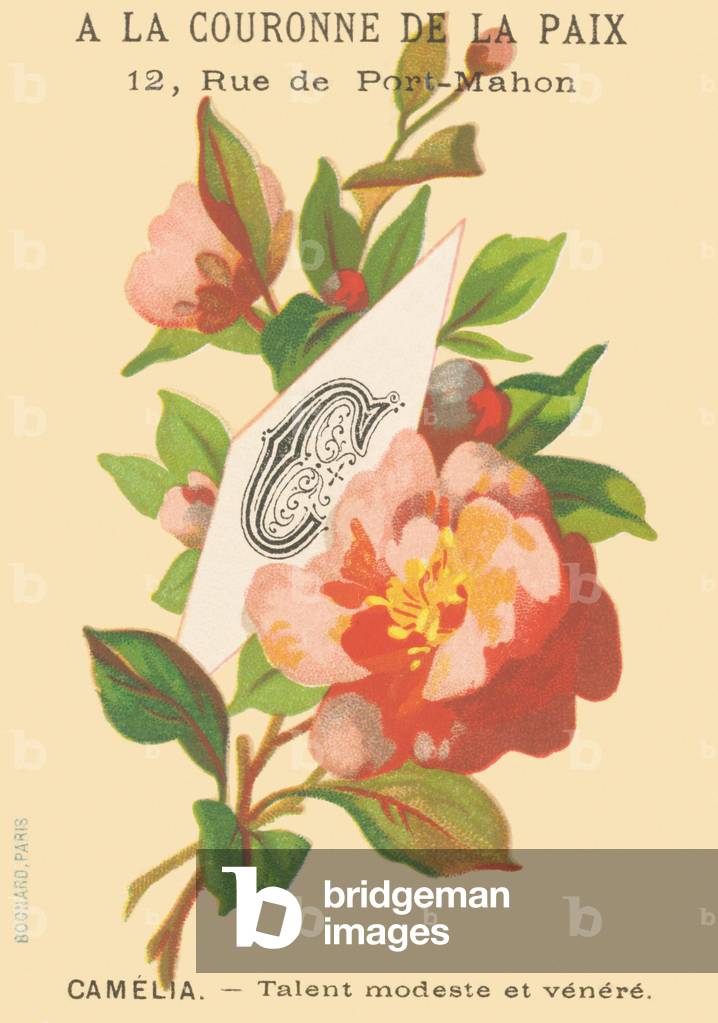 C: Camelie - Modest talent and venere
