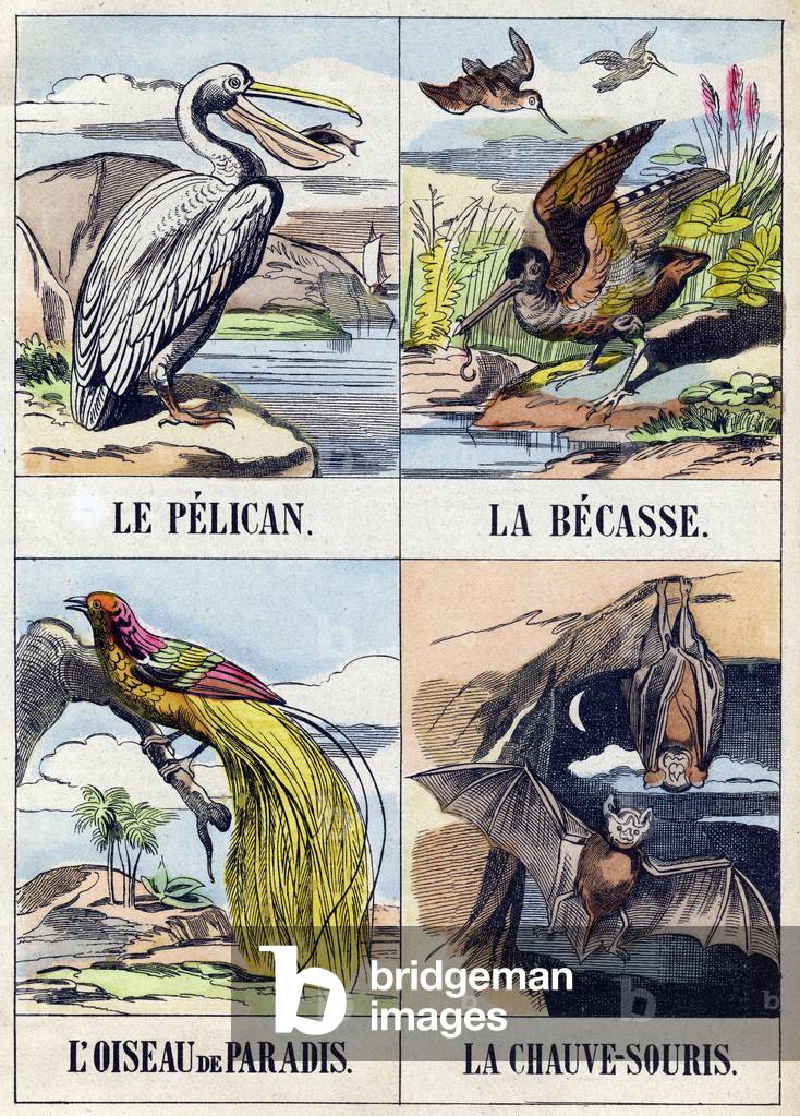 Pelican, Becasse, Bird of Paradise and Bat ,  in 