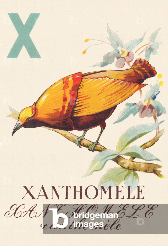 ABC The Xanthomela Birds, 1945 (illustration)