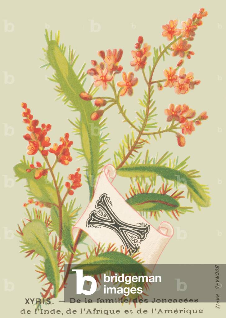 X: Xyris - From the Joncaceae family of India, Africa and America
