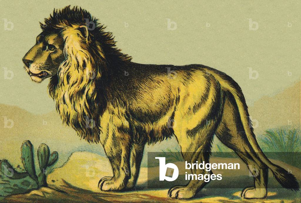 L as Lion