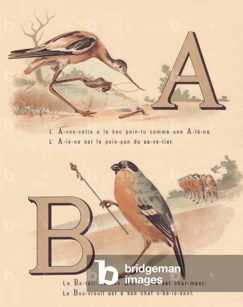 A B: Avocet, awl, bullfinch, battalion