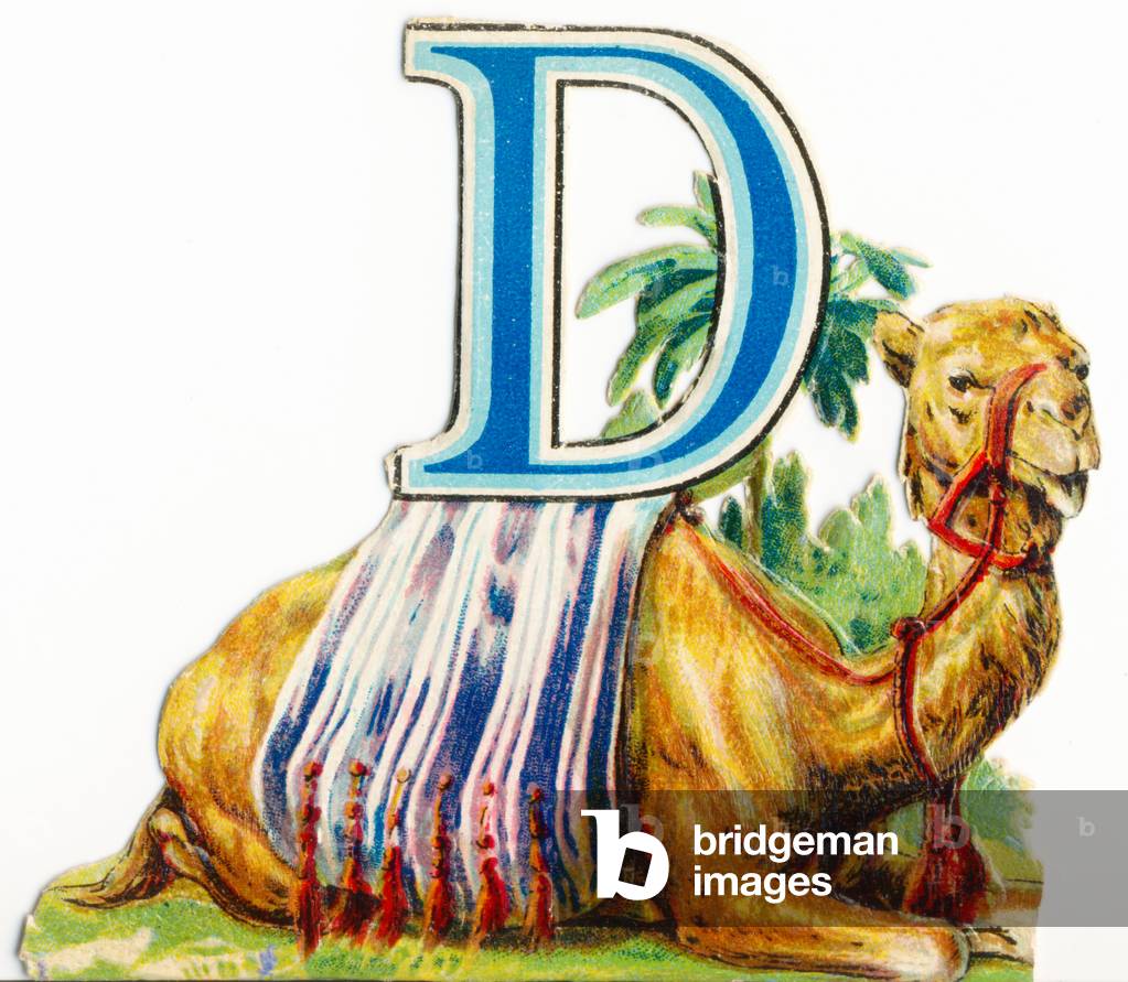 D: Dromedary