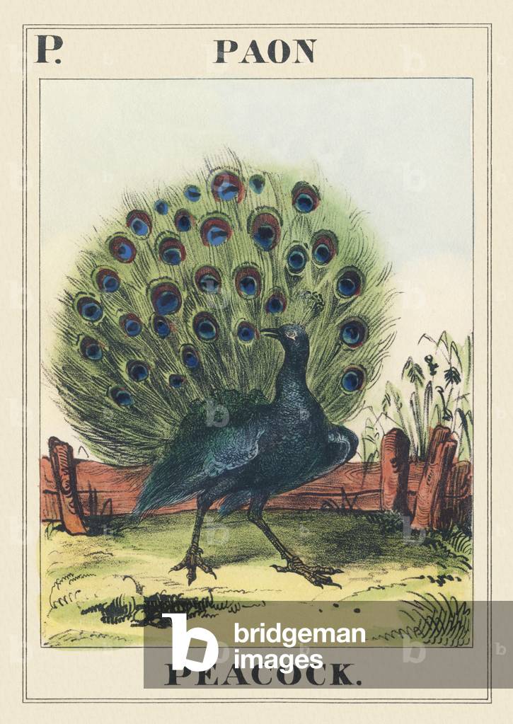 P: Peacock