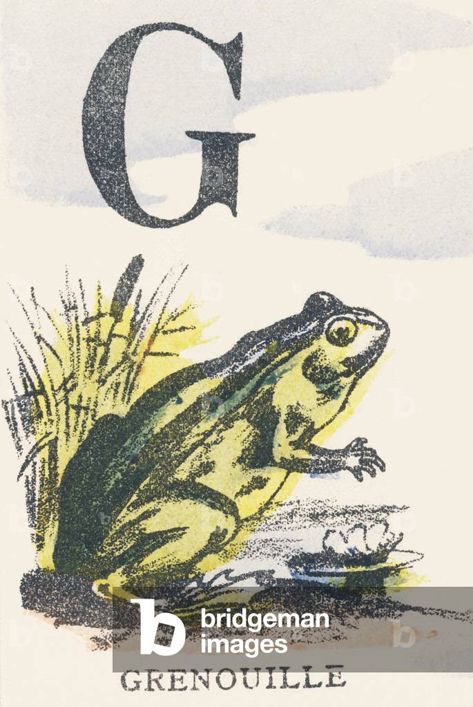 G: frog