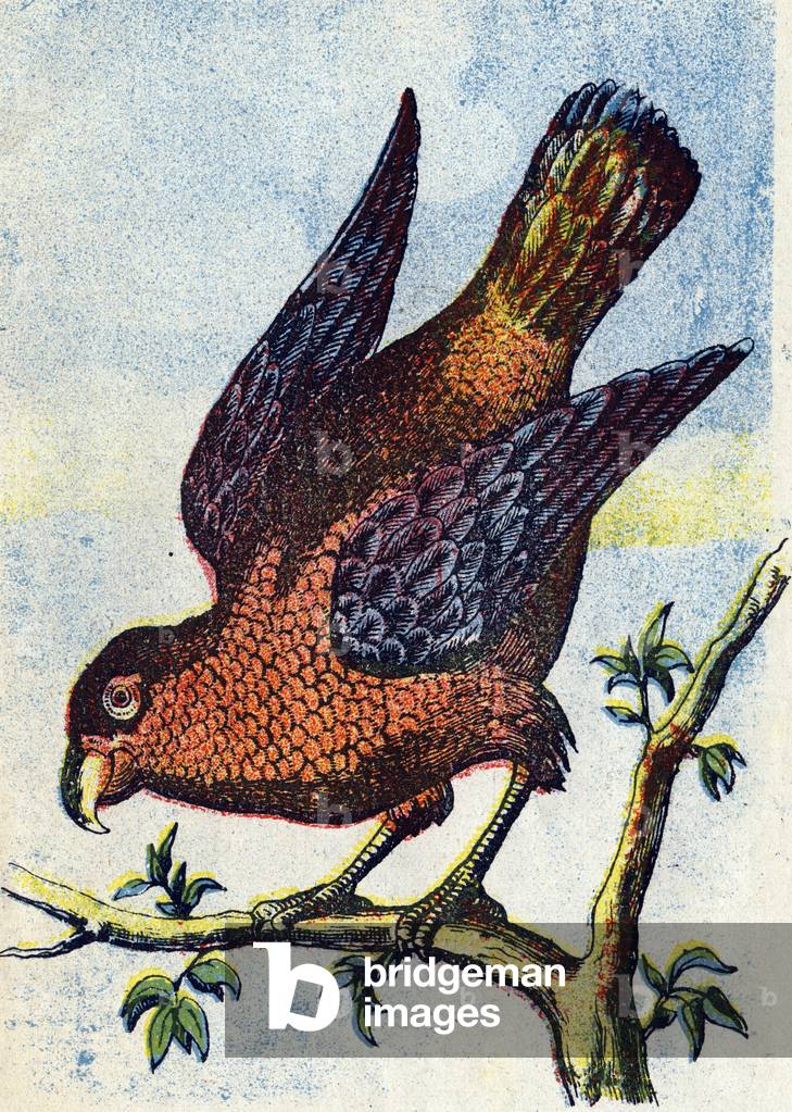 Tricolor lori: parrot imitating very