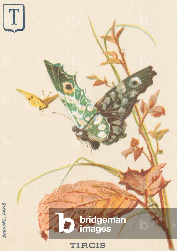 T: Tircis (Pararge aegeria)