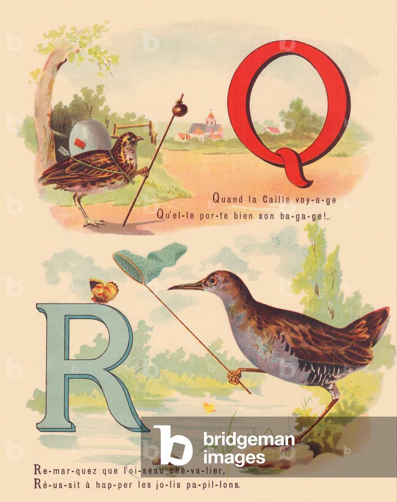Q: Quail, water rail