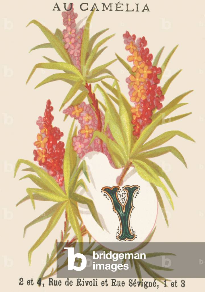 Y: Yucca - Taste of distant journeys