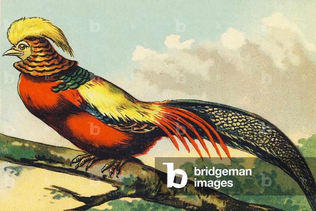F as a Pheasant