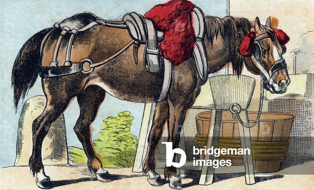 The horse,  in “Buffon Alphabet des Animaux