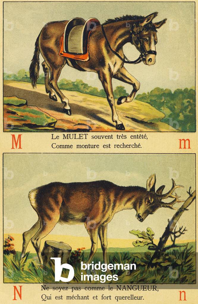 M as Mulet and N as Nangueur