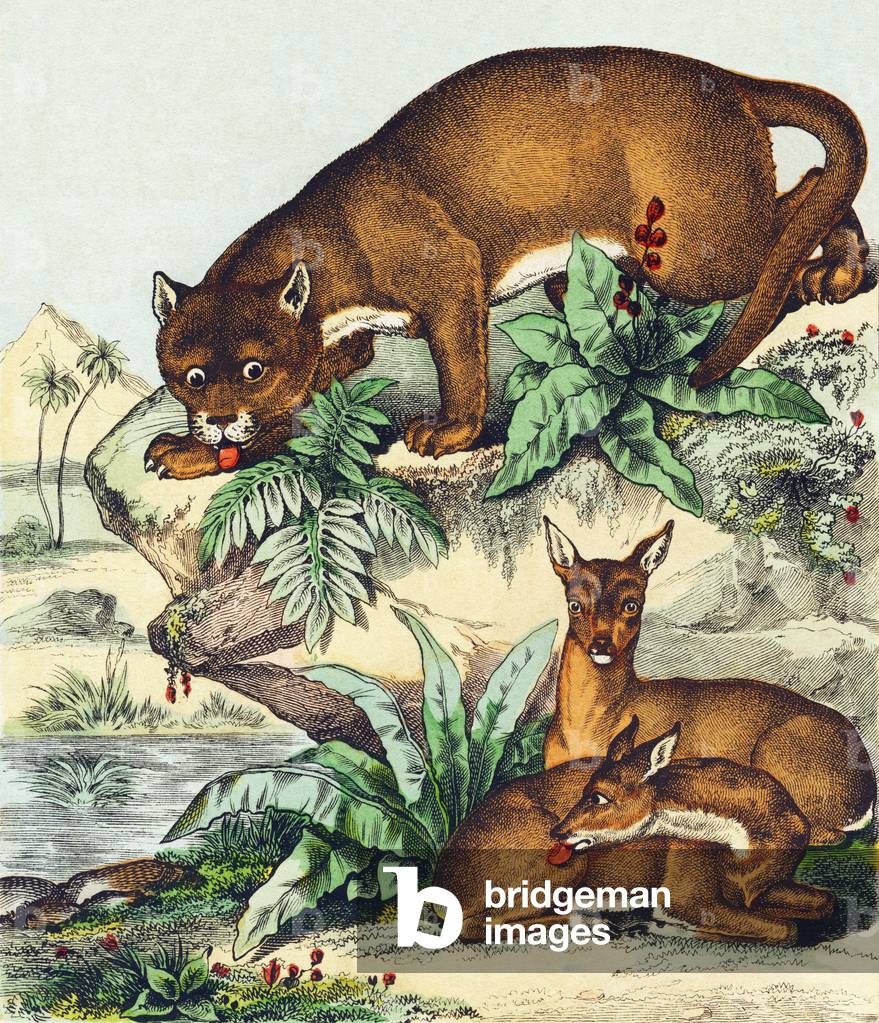 C : Le Cougard ou Lion d'Amerique, smaller than the Asian and African lion he is much ferocious - Alphabet of the wild animals, 1876 (engraving)