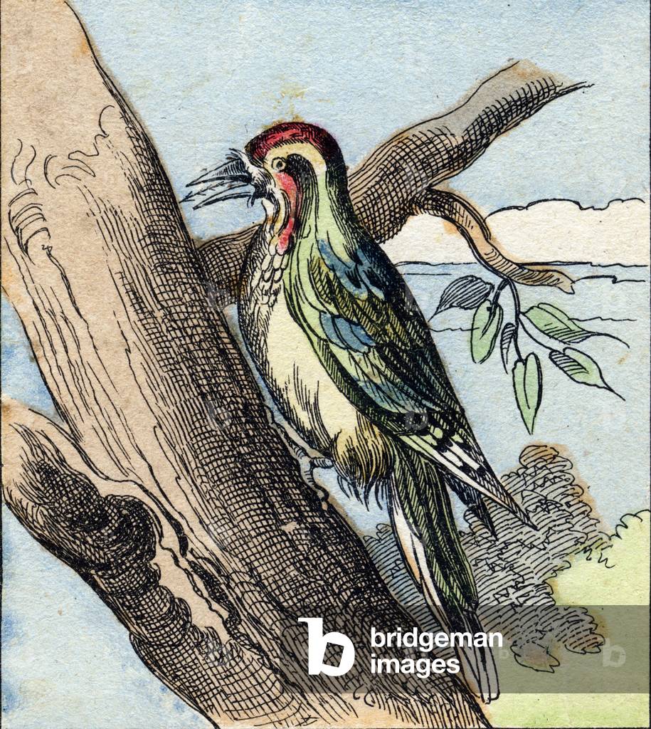 Green woodpecker ,  in 