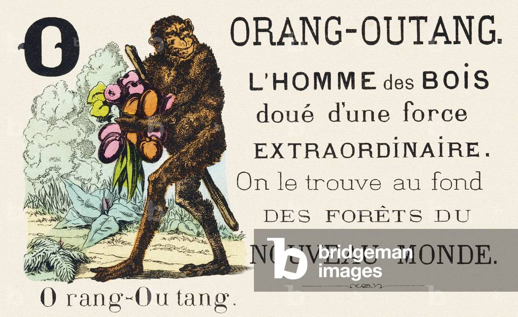 O : Orang-outang - has a remarkable strength, he lives on the forest of the New World - Alphabet of the wild animals, 1876 (engraving)