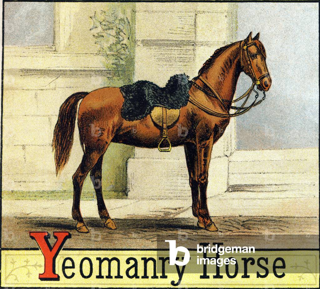Image of Letter Y: Yeomanry Horse (Horse used by some units of