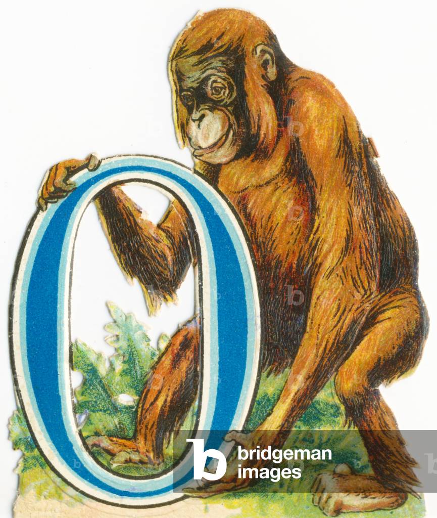 O: Orangutang