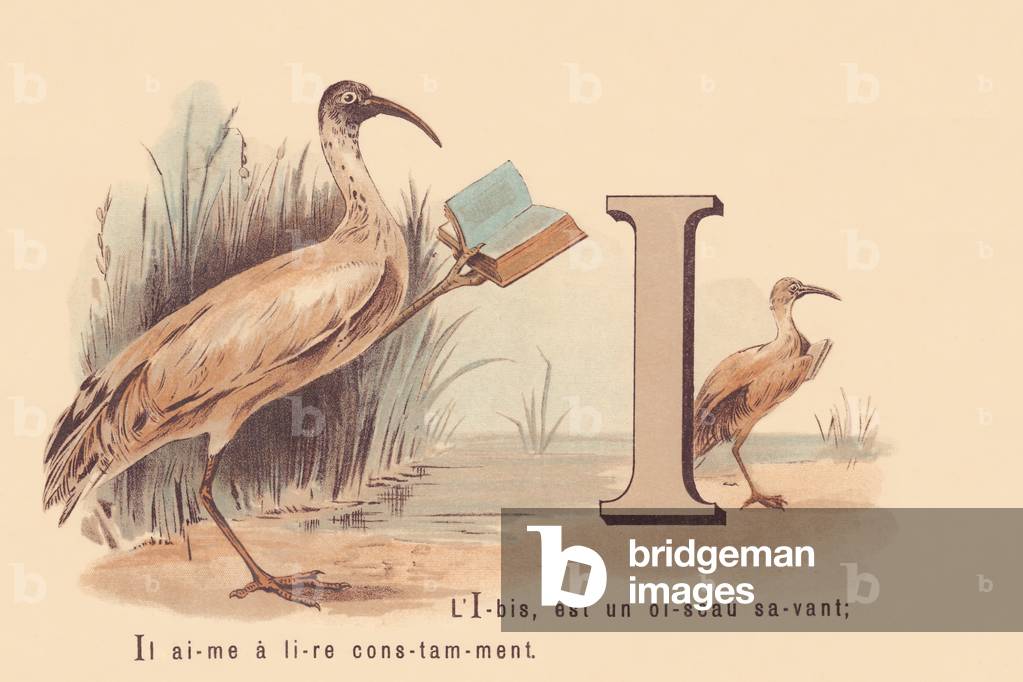 I: The Ibis, is a learned bird; He likes to read constantly