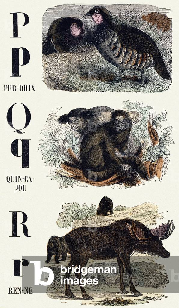 Letters P, Q, R: Partridge, Quincajou (or Wolverine or Kinkajou), Reindeer - Engraving in “ Le livre d'images, Nouveau alphabet ou Alphabet pour petits garcons”, 19th century (engraving)