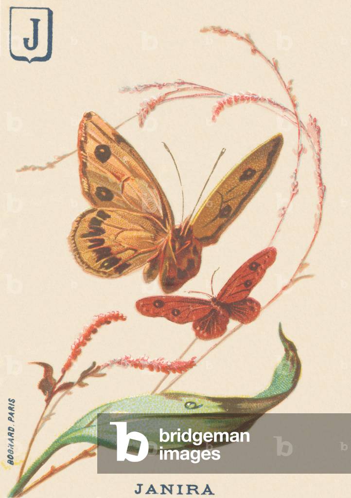 J: Janira (Lassiomata megera or Satyre (male) or Megere (female))