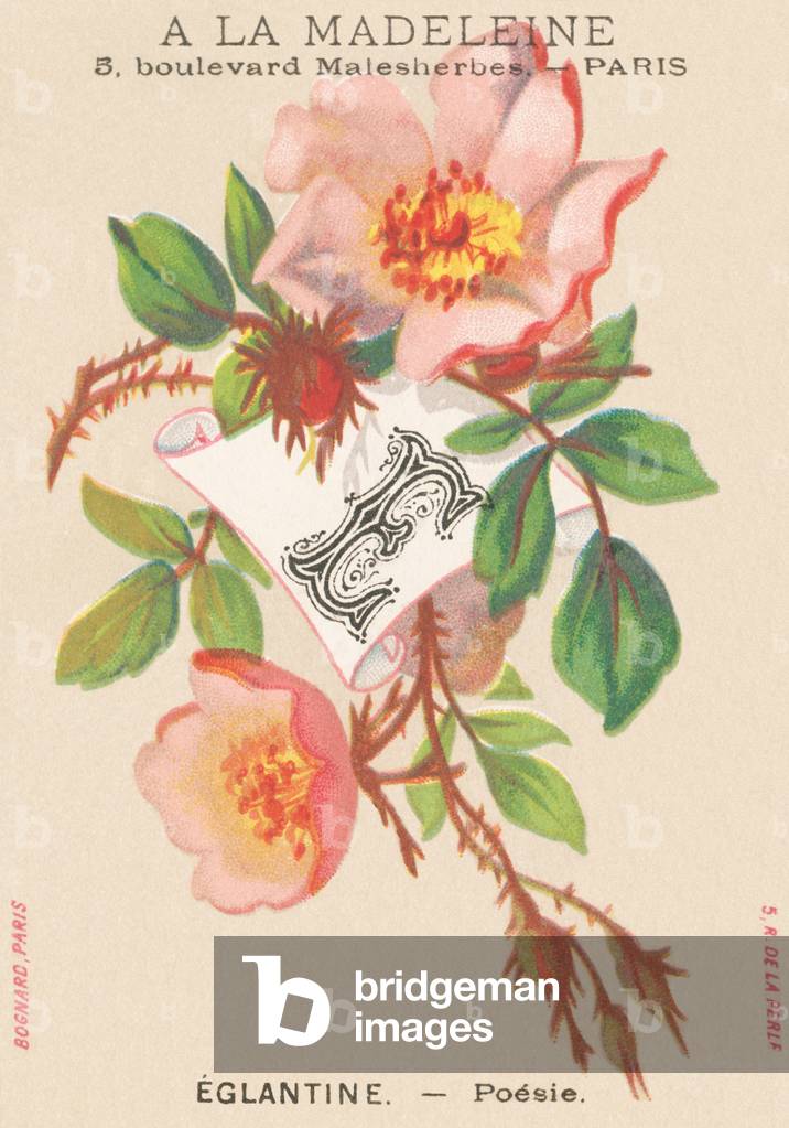 E: Eglantine - Poetry
