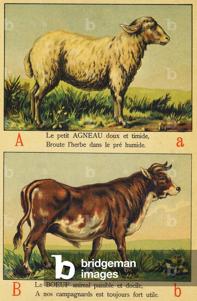 A as Lamb and B as Beef