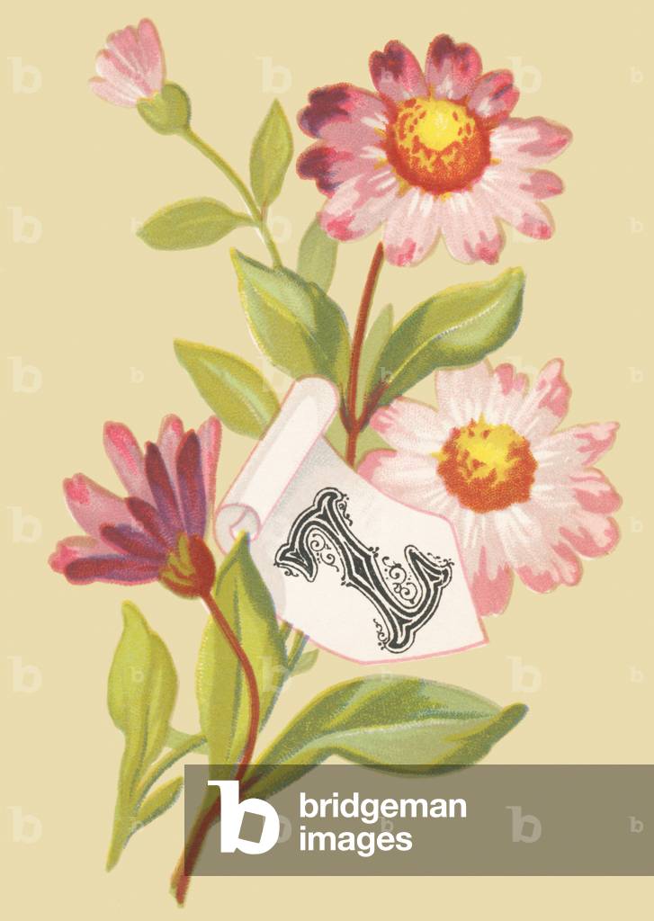 Z: Zinnia - False flakes