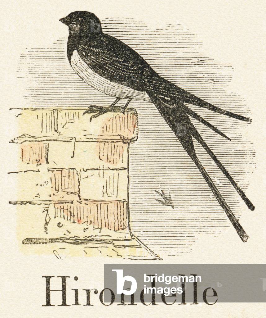 Capital letters Plate in  “Picturesque alphabet or New informative and picturesque alphabet”, 1892 (engraving)