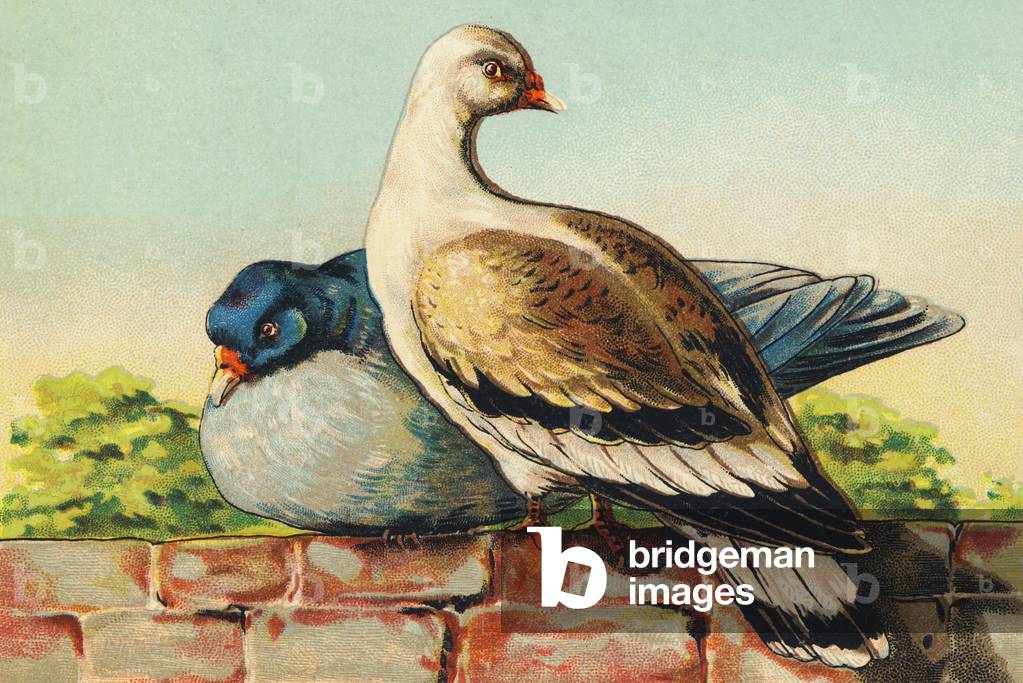 T as Turtledoves