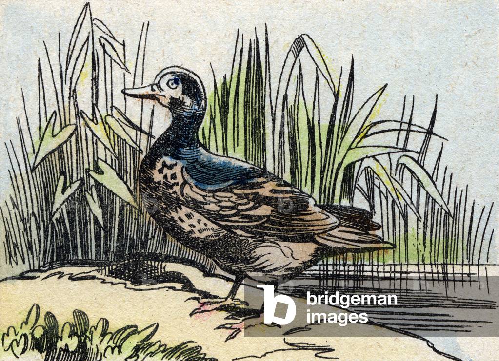 Teal,  in 