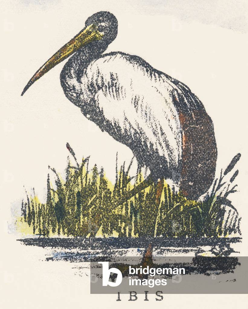 I: ibis