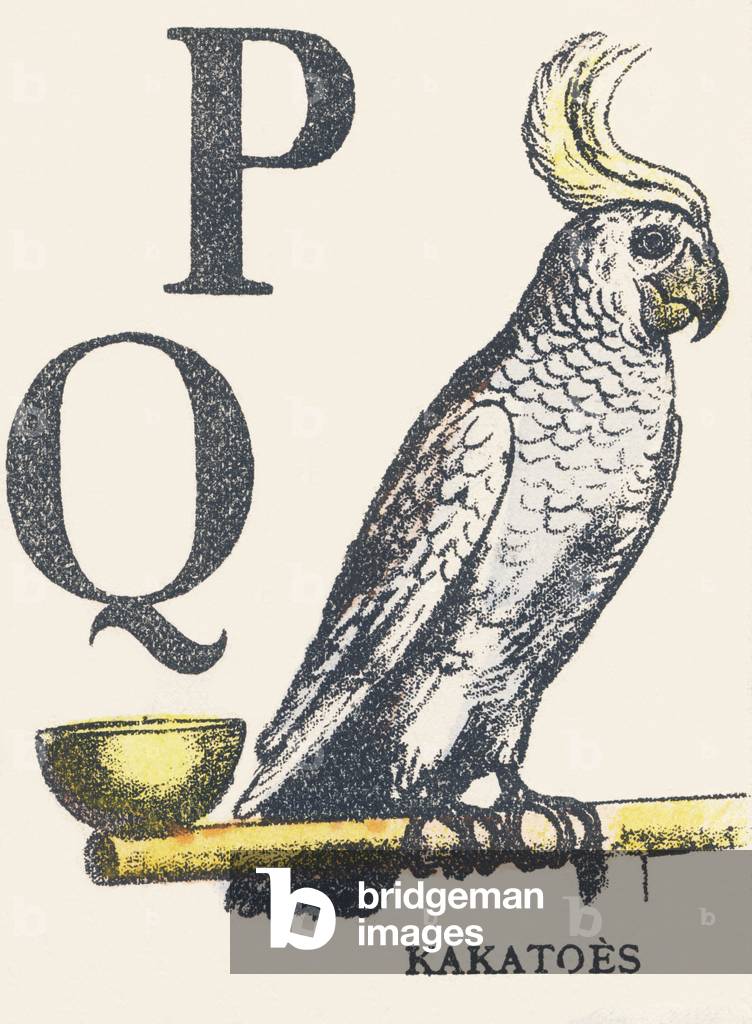 P Q: kakatoes