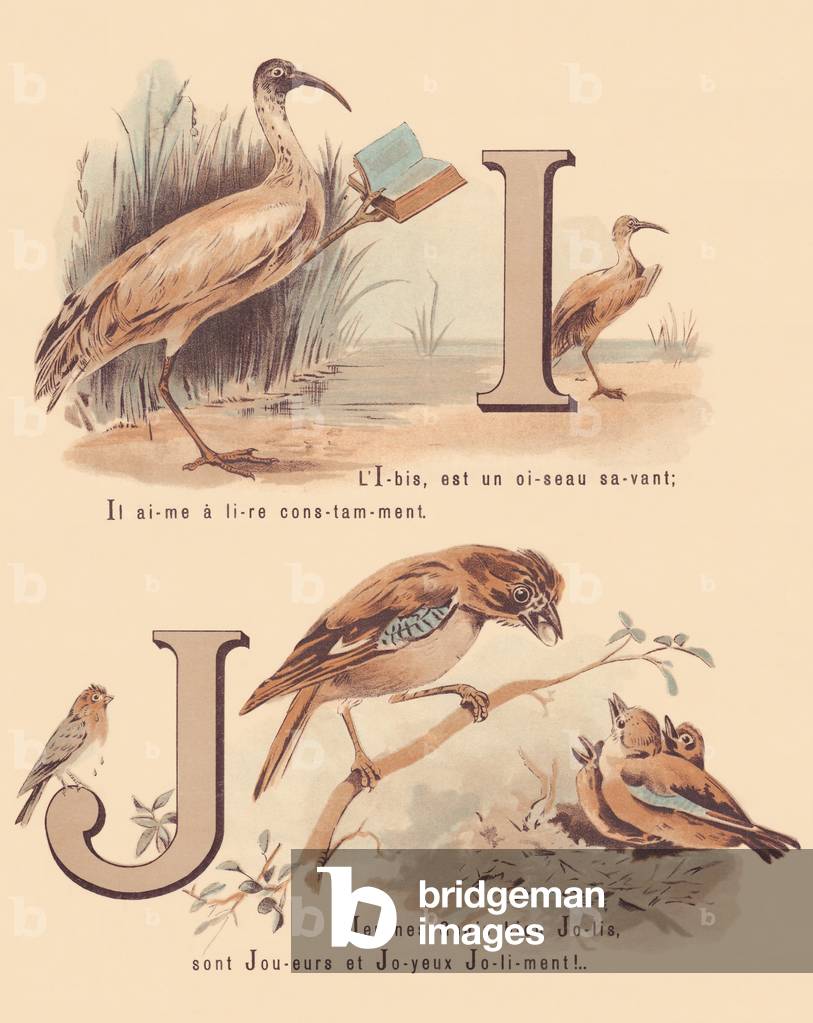 I J: Ibis, instruction, jay, jealousy
