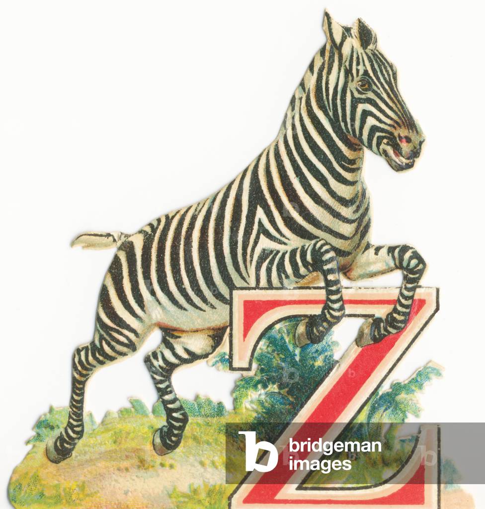 Z: Zebra