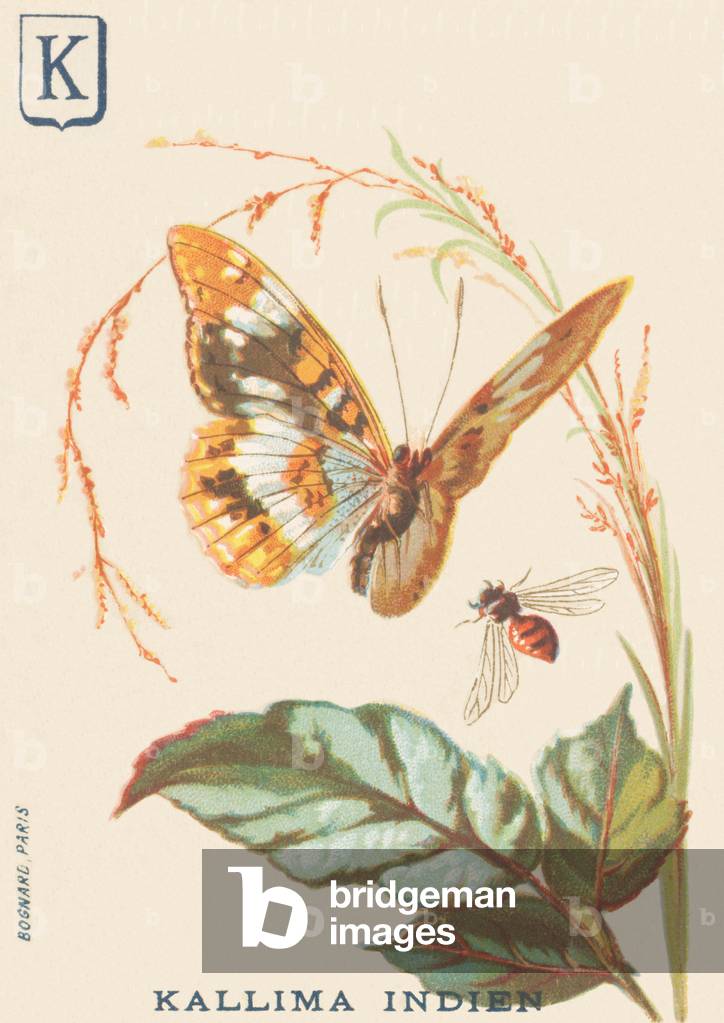 K: Indian Kallima (Cethosia biblis)