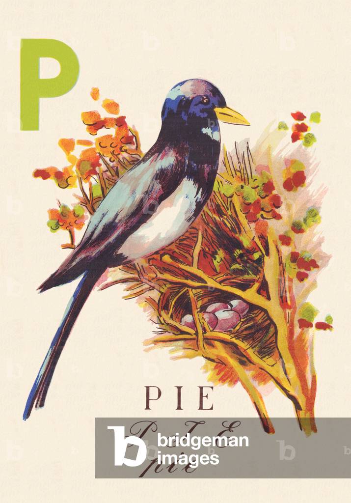 ABC The Magpie Birds, 1945 (illustration)