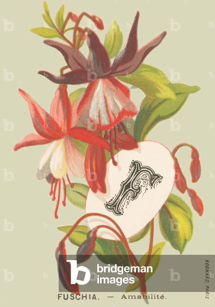 F: Fuchsia - Amabilite