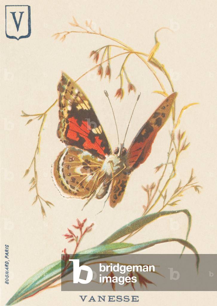 V: Vanesse (Vanessa cardui or steplady or Vanesse du thistle)