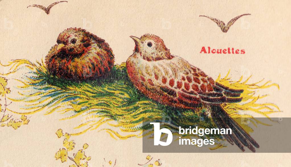 ALPHABET OF BIRDS for... A: Alouettes, circa 1925 (illustration)