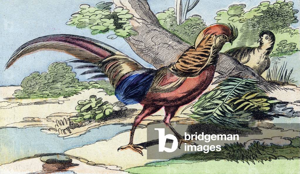 Pheasant dores,  in 