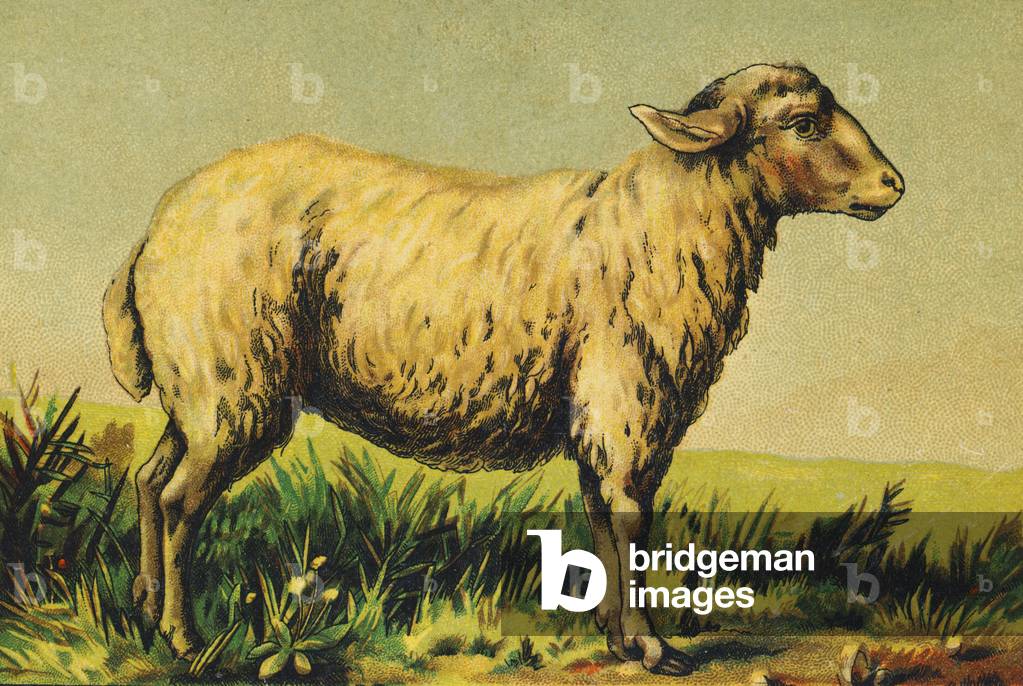 A as Lamb