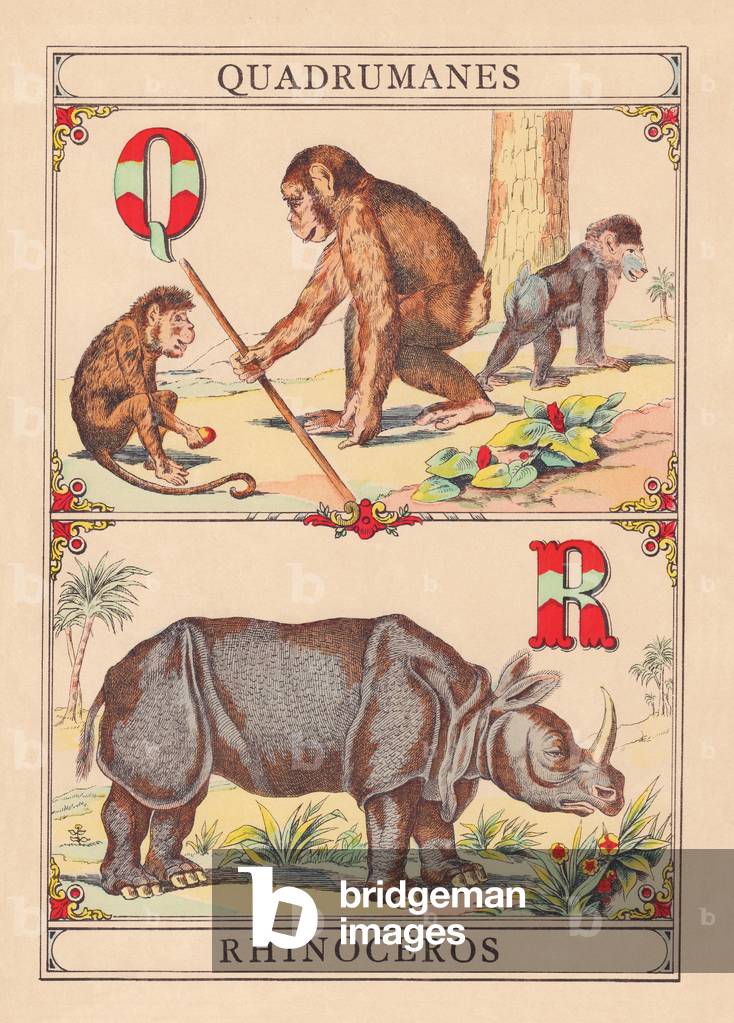 Q A: Quadrumanes - Rhinoceros