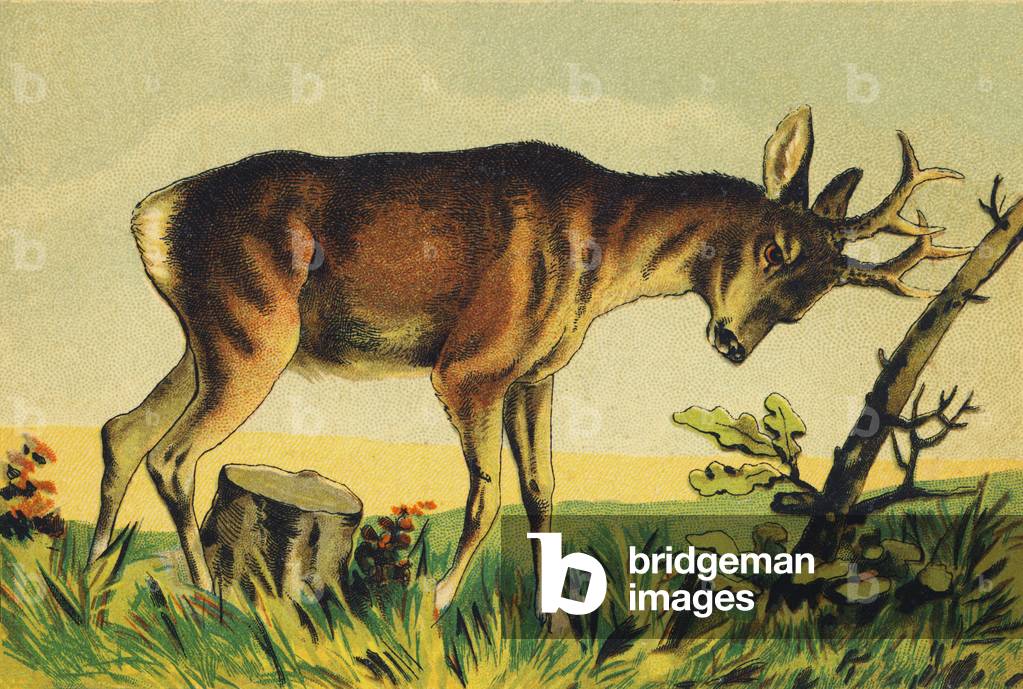 N Nangueur (vulgar name of the Lama antelope)