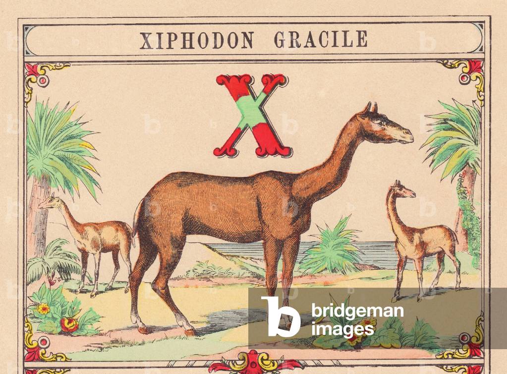 X: Xiphodon gracile