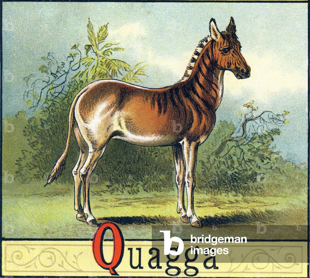 Letter Q: Quagga (Quagga or Couagga, under zebra felled in 1883) - “Picture Alphabet of Horses and Dogs” 1887 (lithograph)