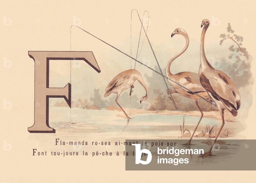 F: Flamingos magnet fish, Always do angling