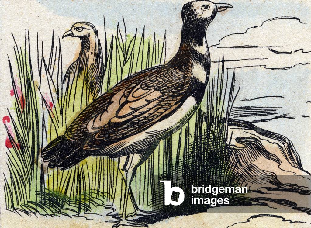 Bustard,  in 