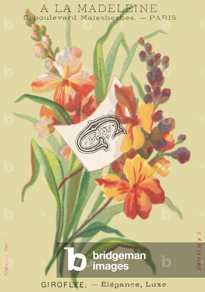 G: Giroflee - Elegance, Luxury